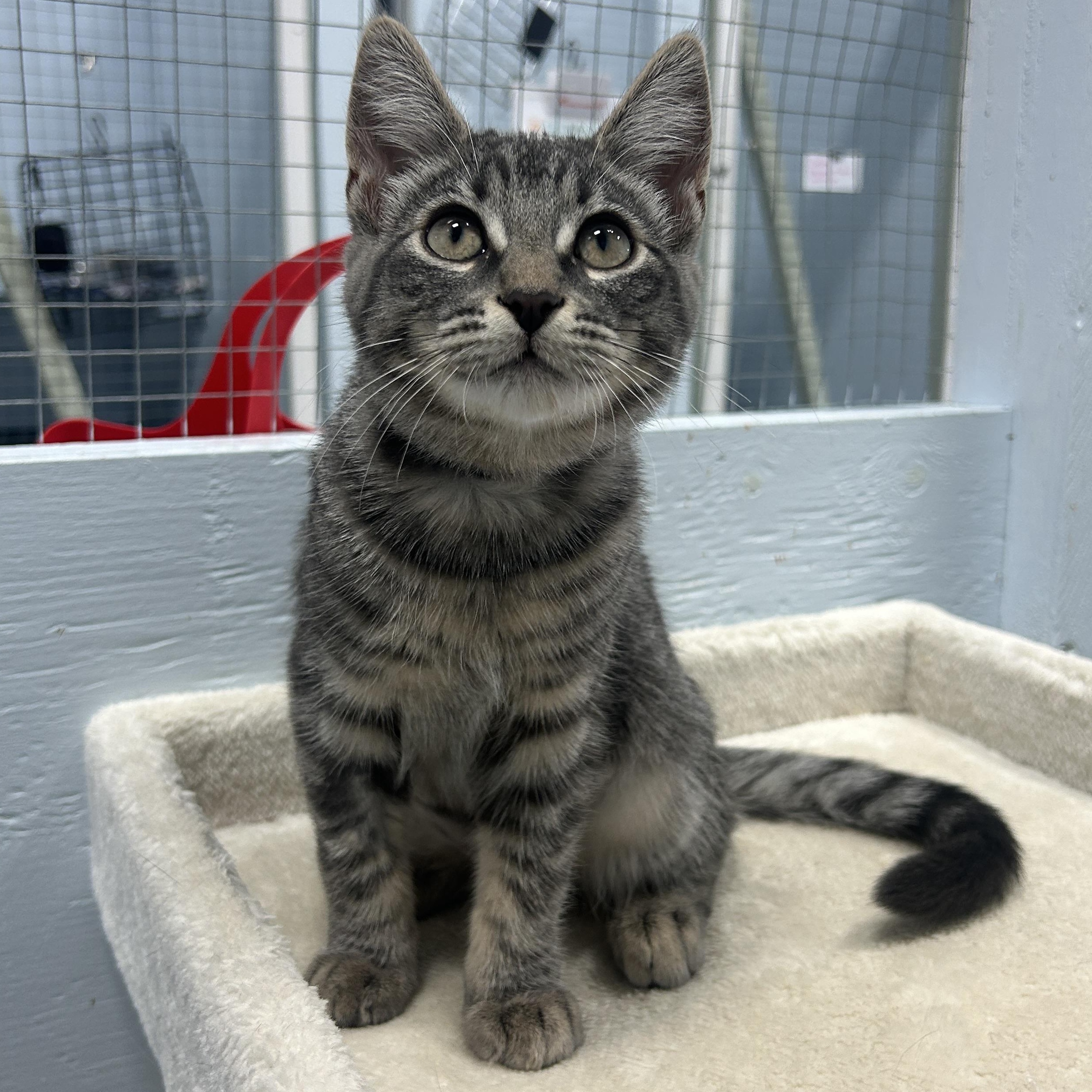 Enlarge Cirrus, a Adoptable Domestic Short Hair in Mission, BC image 3/3