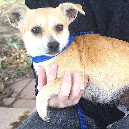 Enlarge Eden, a ADOPTABLE mixed breed in Carrollton, TX image 2/2