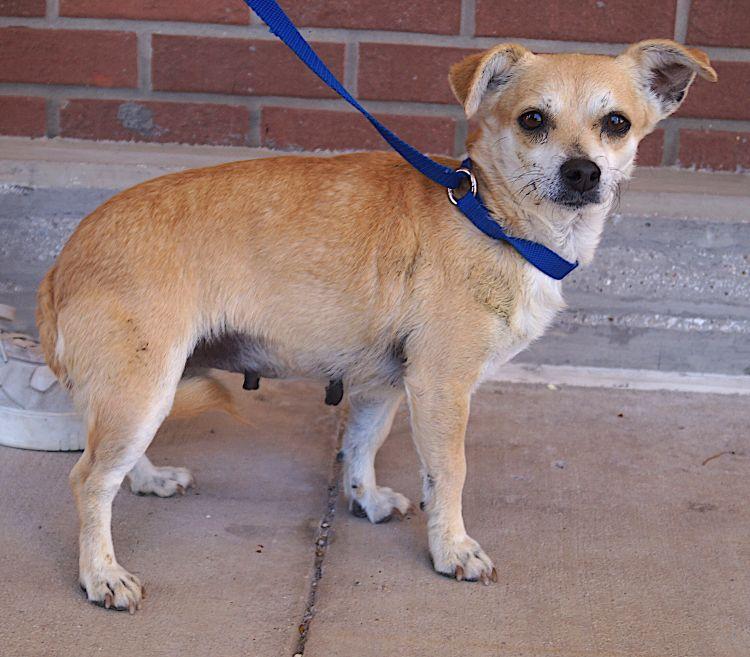 Enlarge Eden, a ADOPTABLE mixed breed in Carrollton, TX image 2/2