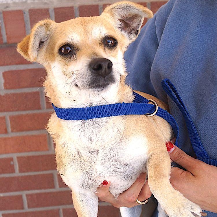Eden, ADOPTABLE, Adult Female Chihuahua.