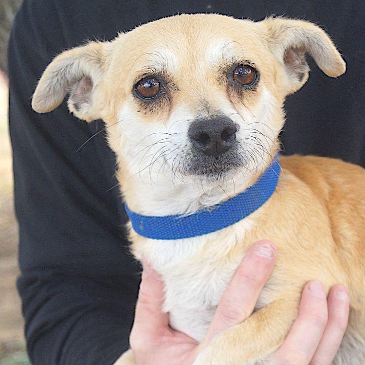 Enlarge Eden, a ADOPTABLE mixed breed in Carrollton, TX image 1/2