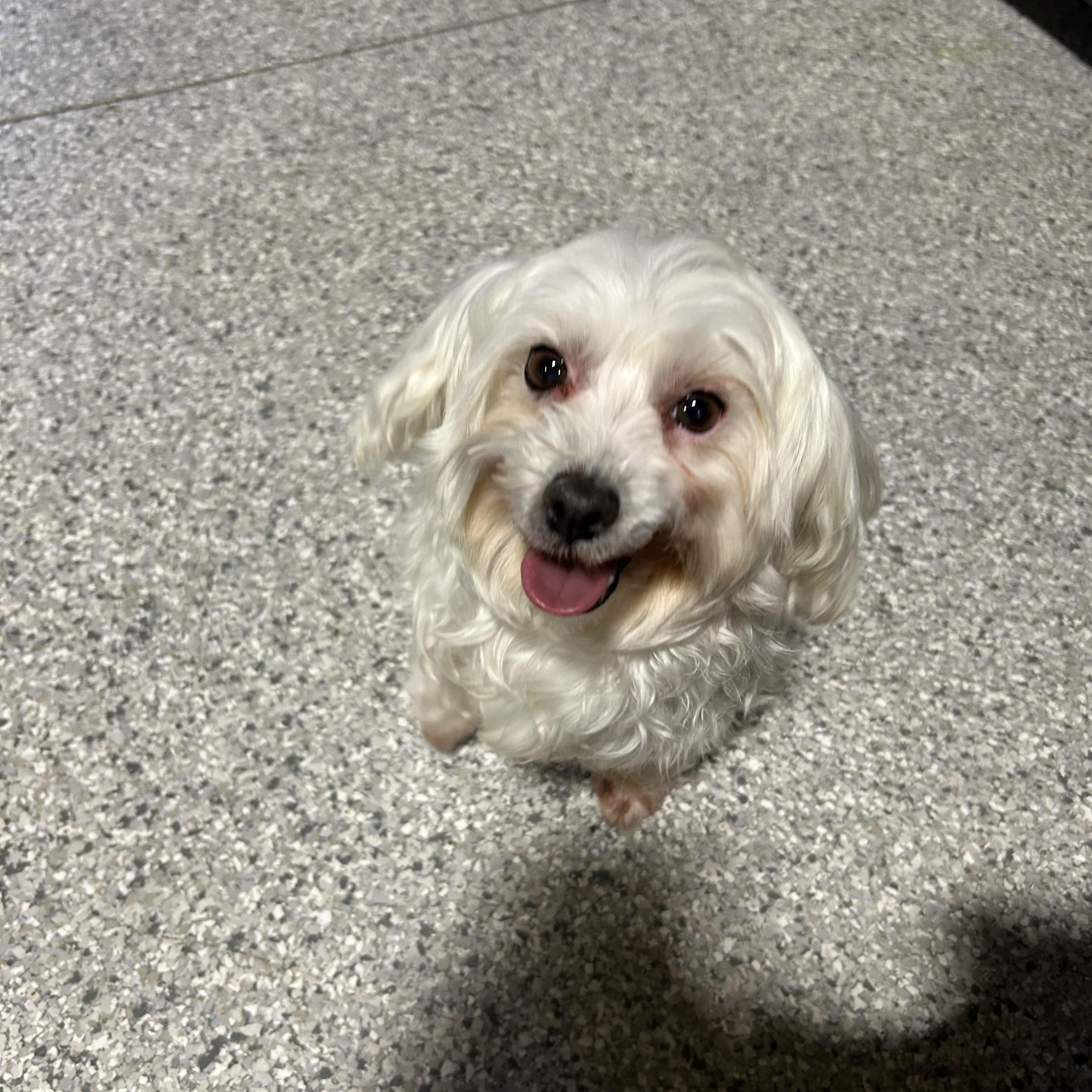 Enlarge Lexi , a Adoptable mixed breed in Maumee , OH image 3/5