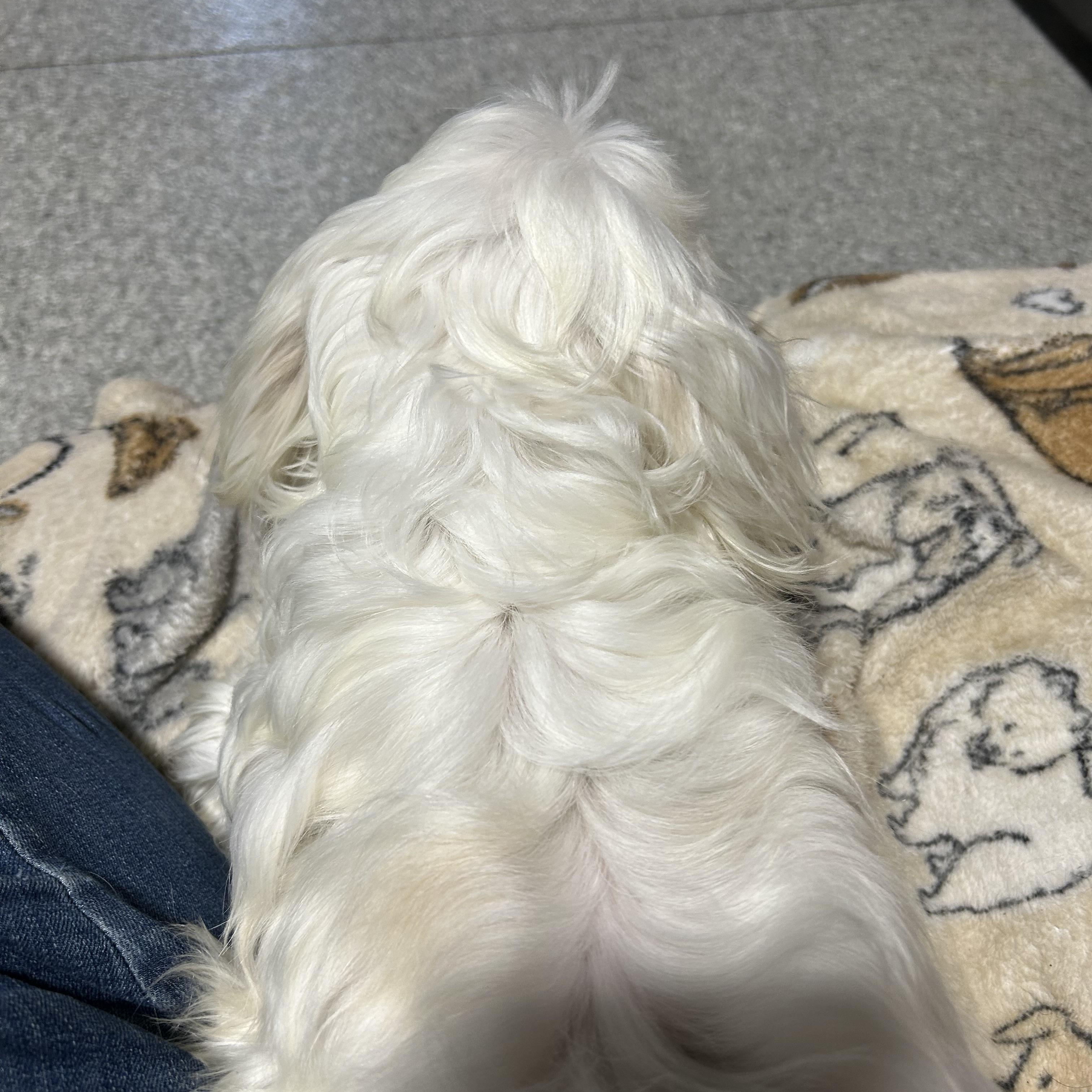 Enlarge Lexi , a Adoptable mixed breed in Maumee , OH image 4/5