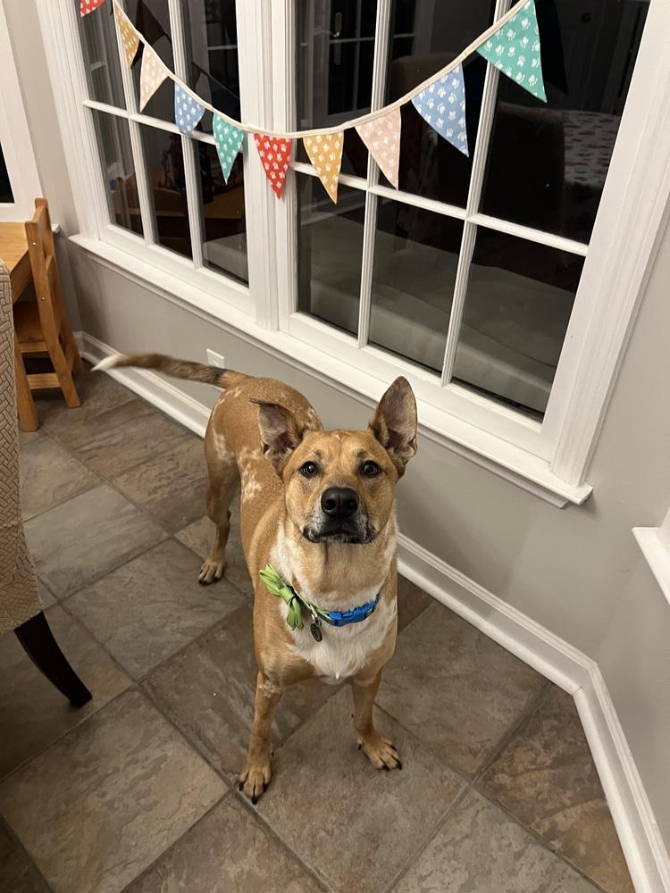 Enlarge Finley (fka Bean), a Adoptable mixed breed in Milton, GA image 1/5