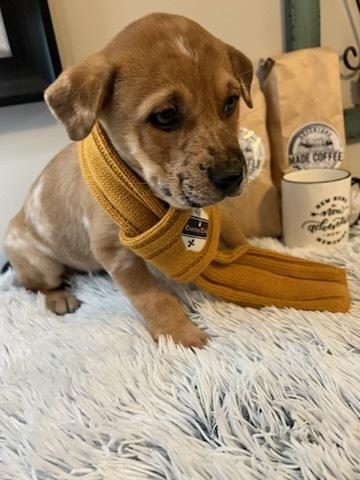 Enlarge Finley (fka Bean), a Adoptable mixed breed in Milton, GA image 2/5