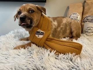 Enlarge Finley (fka Bean), a Adoptable mixed breed in Milton, GA image 3/5