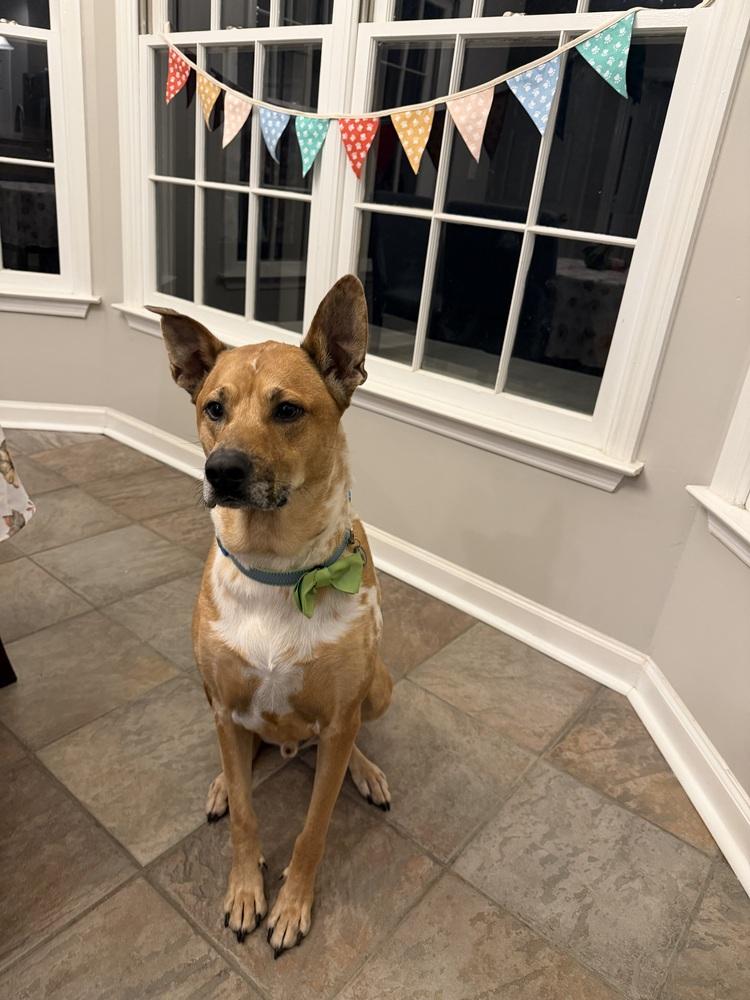 Enlarge Finley (fka Bean), a Adoptable mixed breed in Milton, GA image 4/5