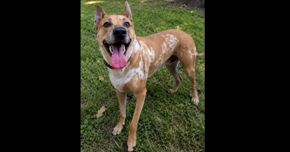 Enlarge Finley (fka Bean), a Adoptable mixed breed in Milton, GA image 5/5