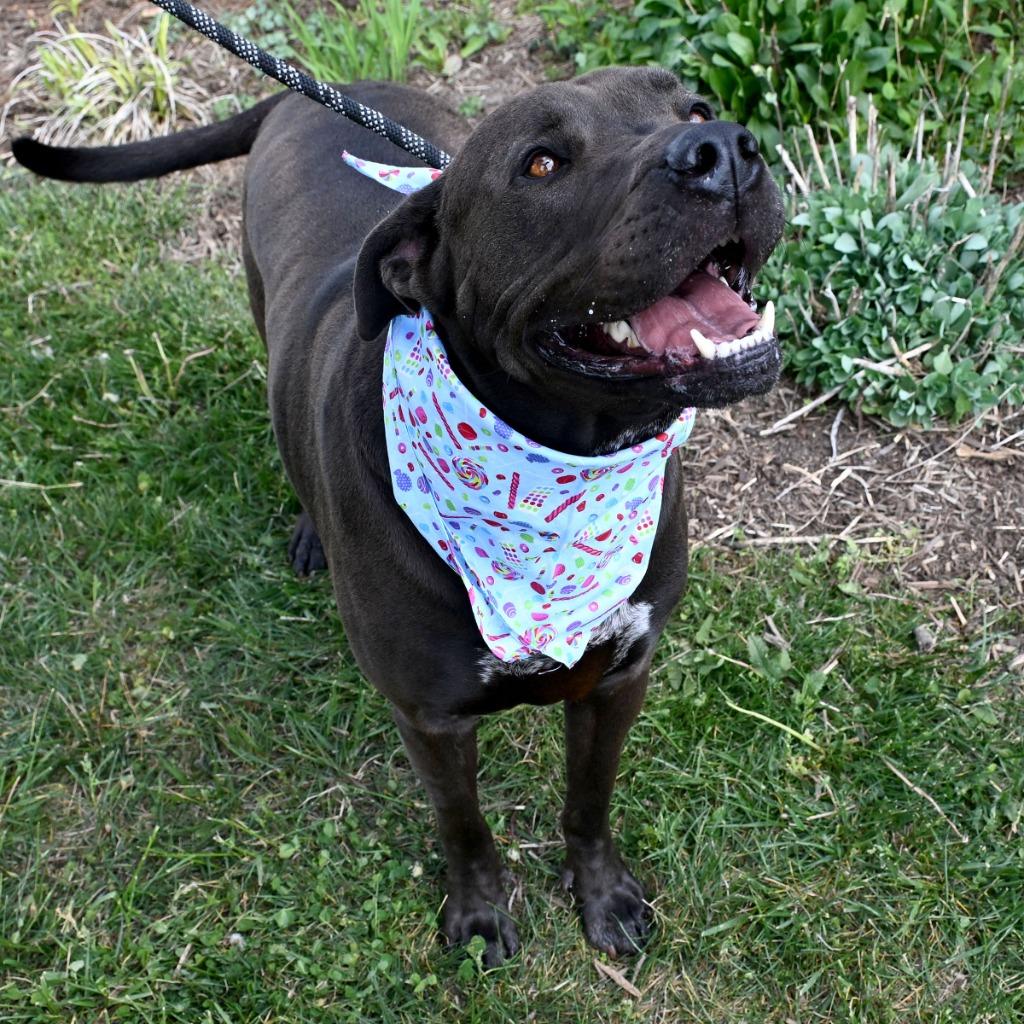 Tankster, Adoptable, Adult Male Pit Bull Terrier & Labrador Retriever.