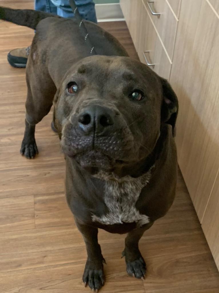 Enlarge Tankster, a Adoptable mixed breed in Christiansburg, VA image 2/2