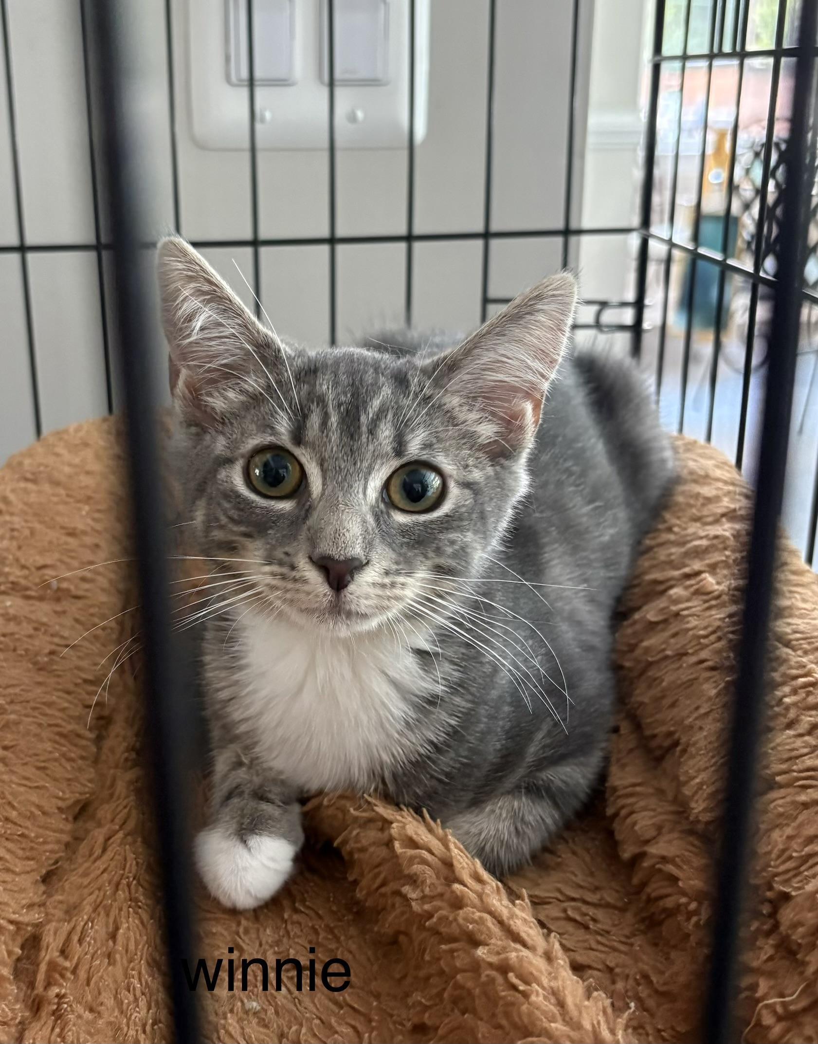 Winnie, Adoptable, Kitten Female Domestic Short Hair.