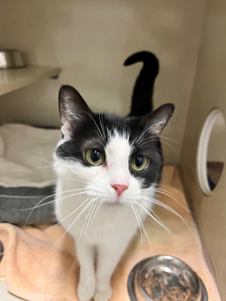 Enlarge Thelma, a Adoptable mixed breed in Winnipeg, MB image 1/2