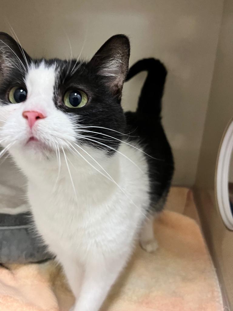 Enlarge Thelma, a Adoptable mixed breed in Winnipeg, MB image 2/2