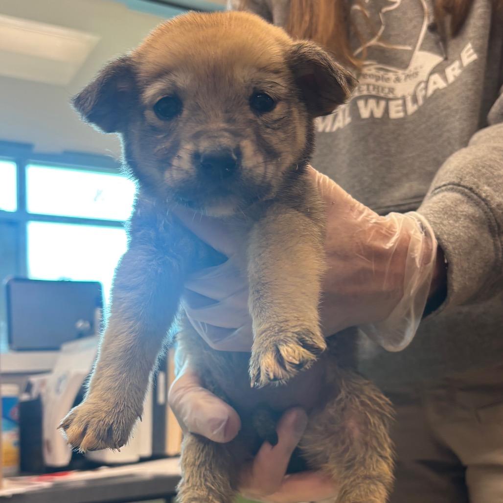 Tundra, Adoptable, Puppy Female Great Pyrenees & Shepherd.
