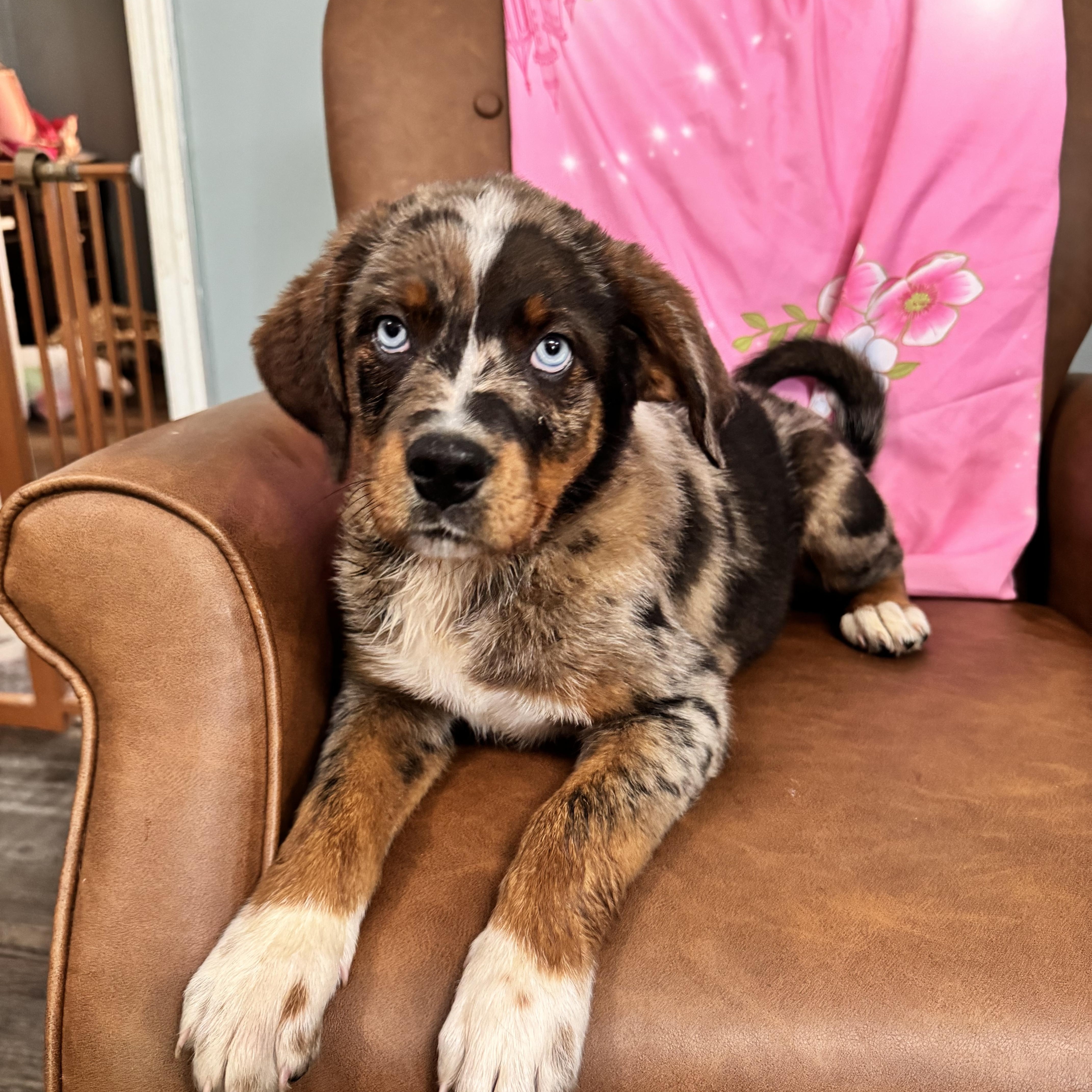 Enlarge Moxie, an adopted mixed breed in Sequatchie, TN image 4/4