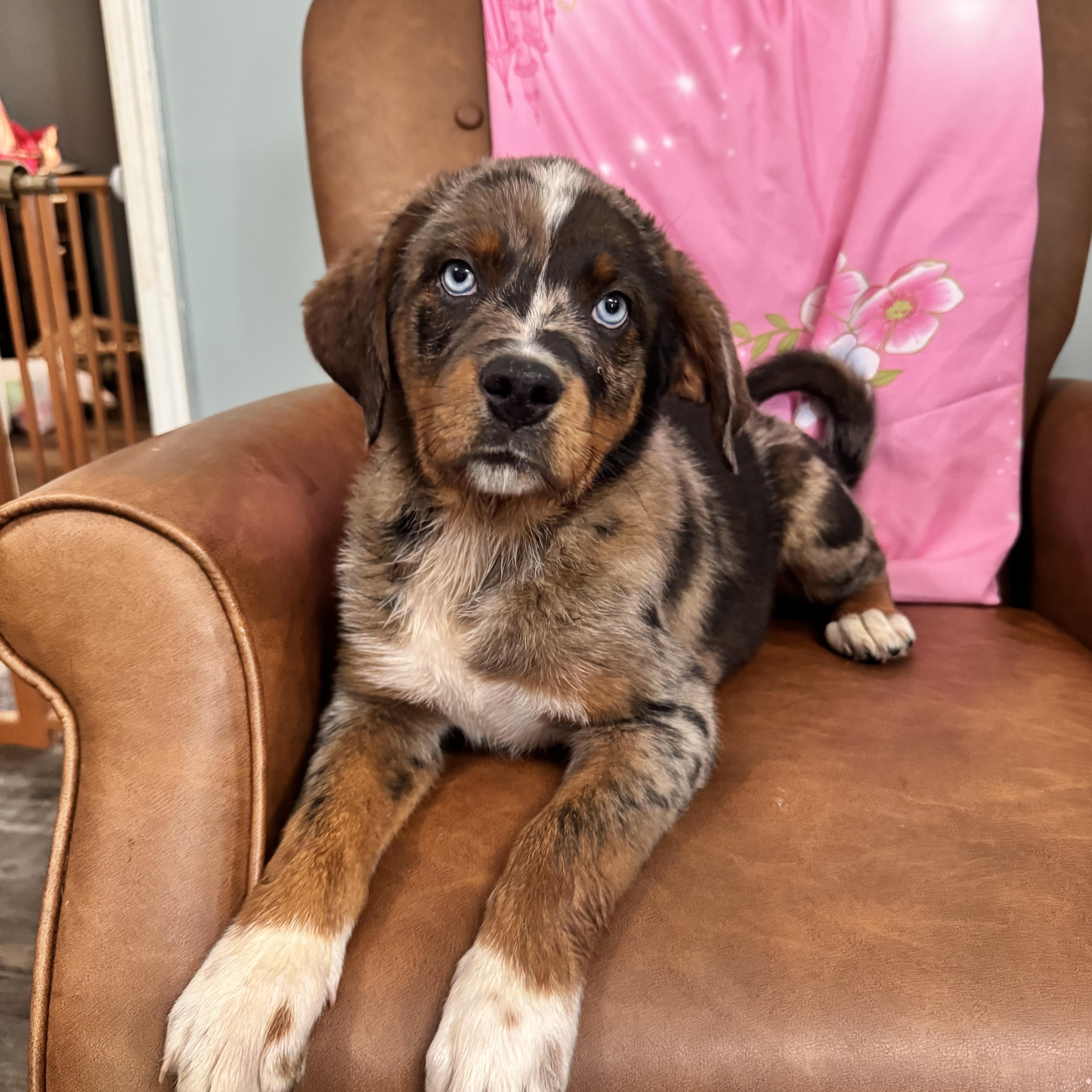 Moxie, adopted, Puppy Female Great Pyrenees & Australian Shepherd.