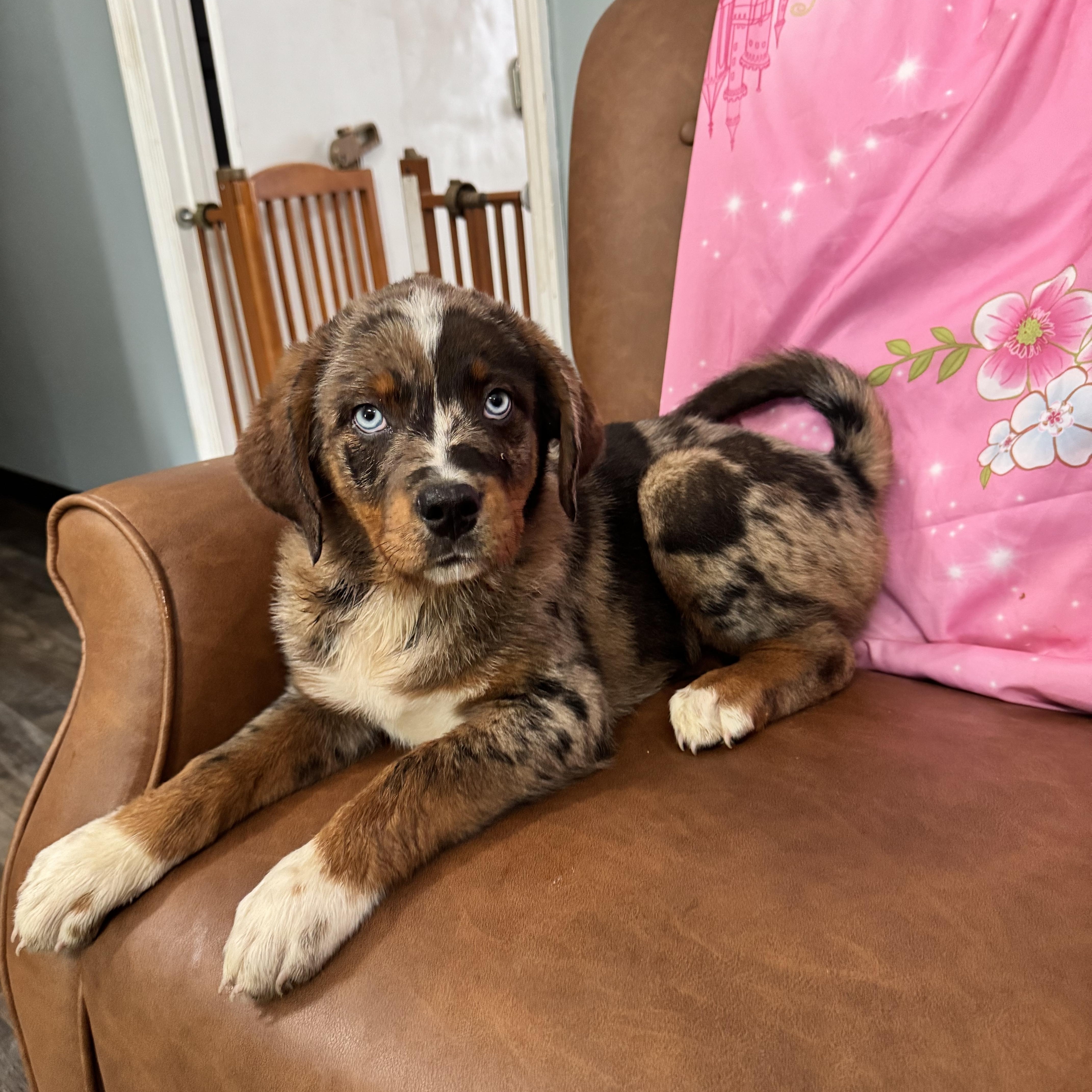 Enlarge Moxie, an adopted mixed breed in Sequatchie, TN image 3/4