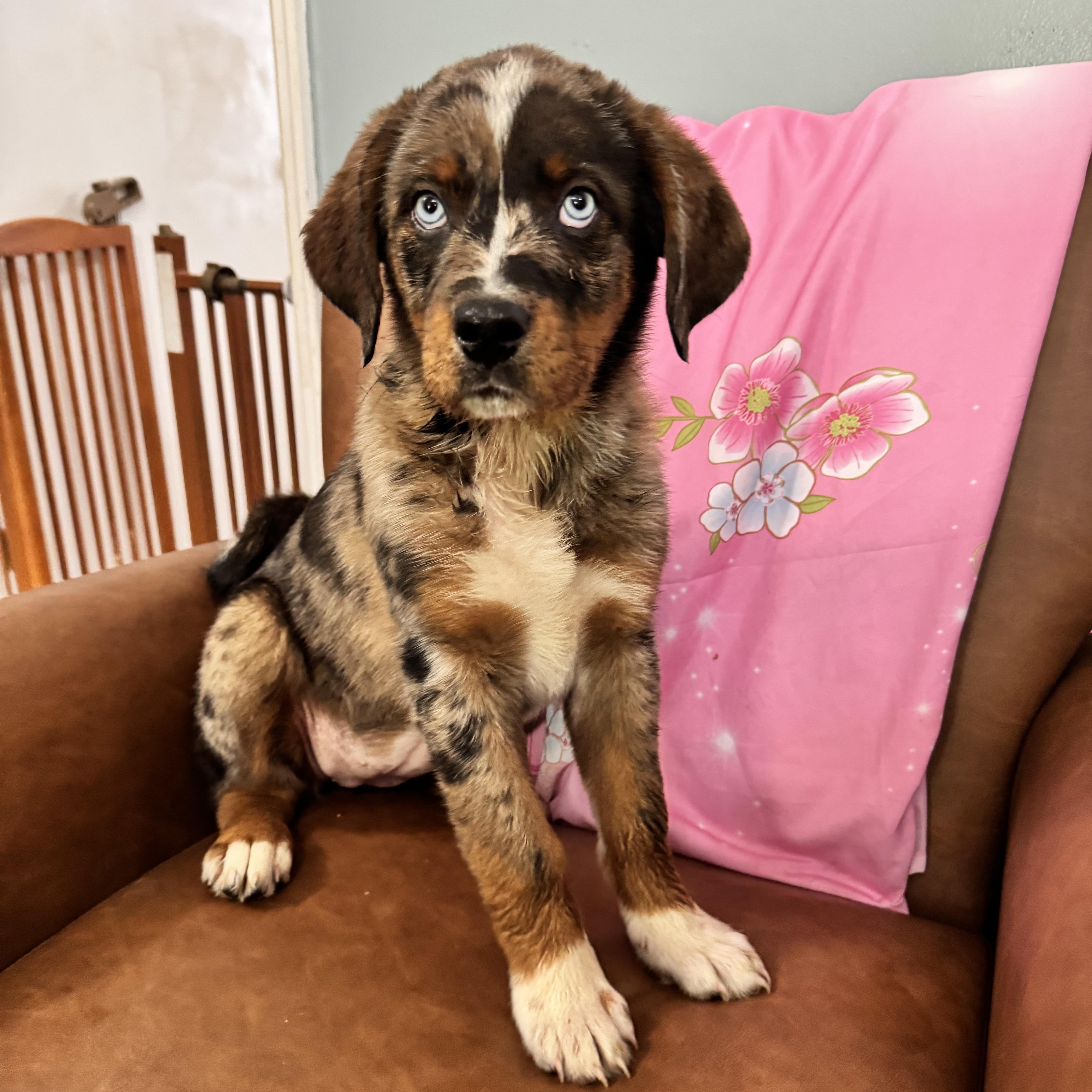 Enlarge Moxie, an adopted mixed breed in Sequatchie, TN image 2/4