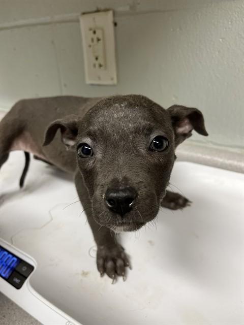 JADA, Adoptable, Young Female Pit Bull Terrier & Mixed Breed.