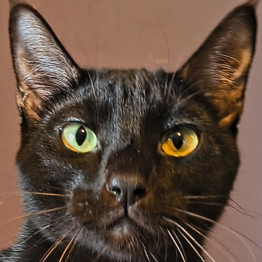 Enlarge Fritz – Social, Chatty Black Cat With a Sweet Personality, an adoptable Domestic Short Hair in Tulsa, OK image 1/4