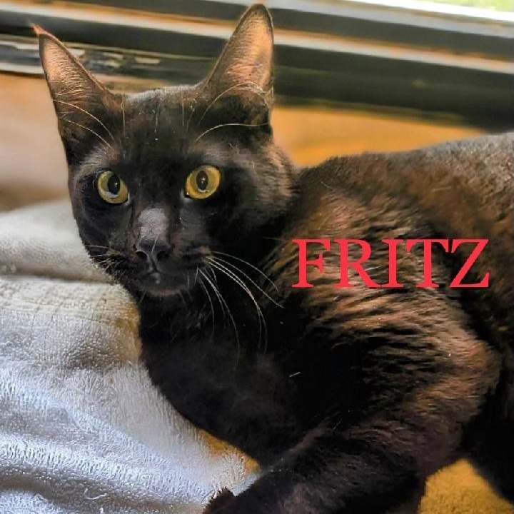 Enlarge Fritz, an adoptable Domestic Short Hair in Tulsa, OK image 3/4