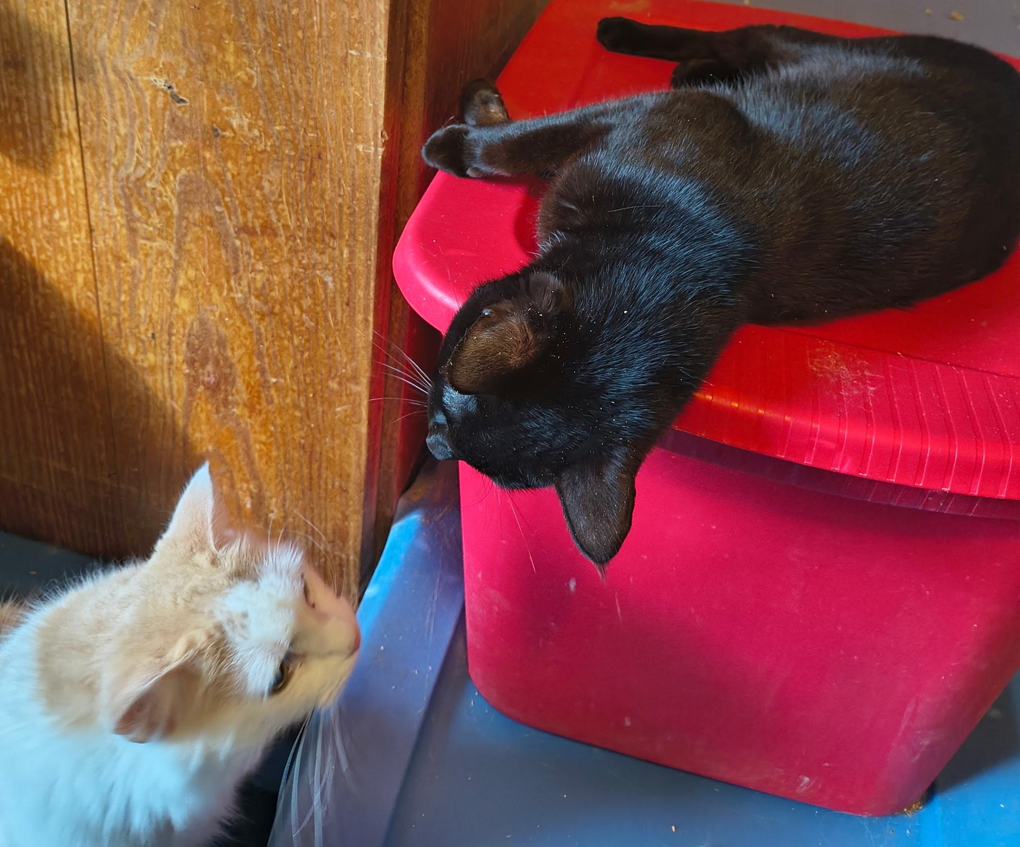 Enlarge Fritz, an adoptable Domestic Short Hair in Tulsa, OK image 4/4