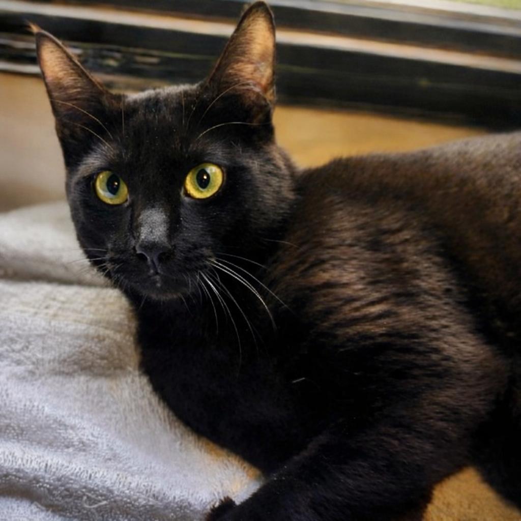 Enlarge Fritz – Social, Chatty Black Cat With a Sweet Personality, an adoptable Domestic Short Hair in Tulsa, OK image 2/4