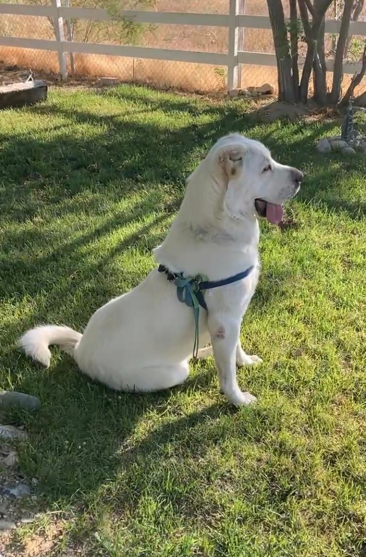 Archie, Adoptable, Young Male Sheep Dog.