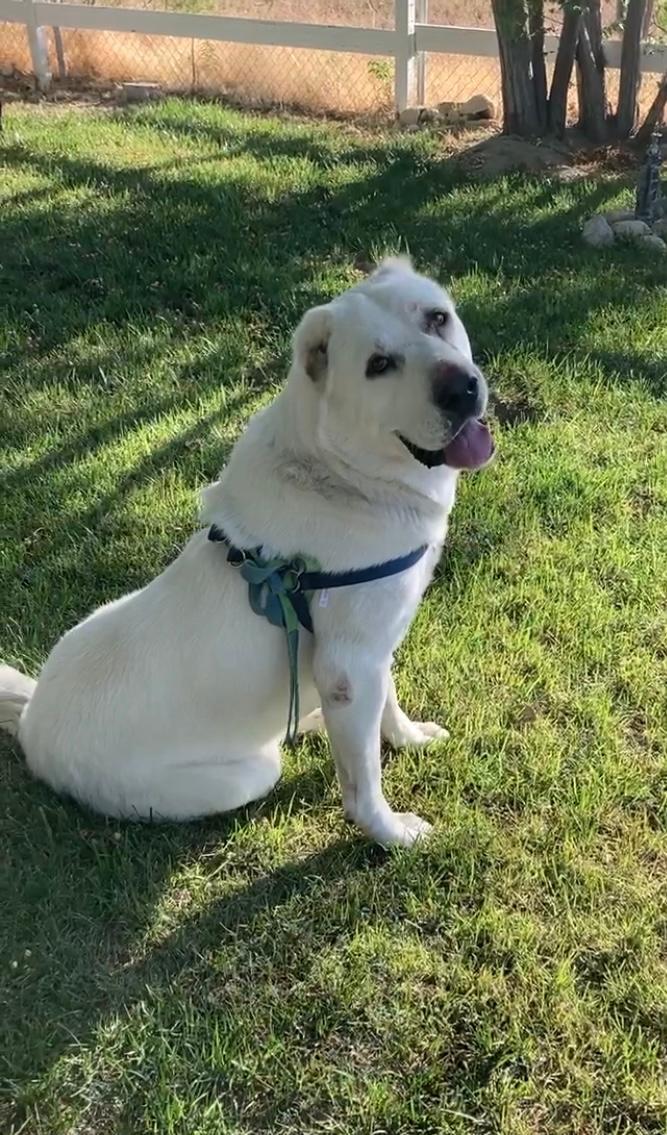 Enlarge Archie, a Adoptable Sheep Dog in Rancho Palos Verdes, CA image 3/3