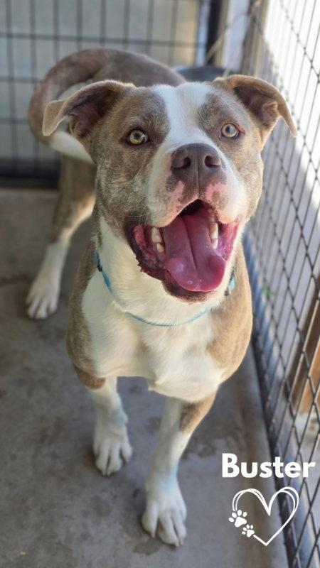 Enlarge Buster, a Adoptable Pit Bull Terrier in Monte Vista, CO image 1/3