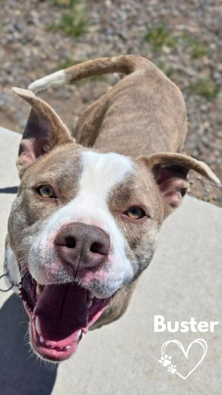 Enlarge Buster, a Adoptable Pit Bull Terrier in Monte Vista, CO image 2/2