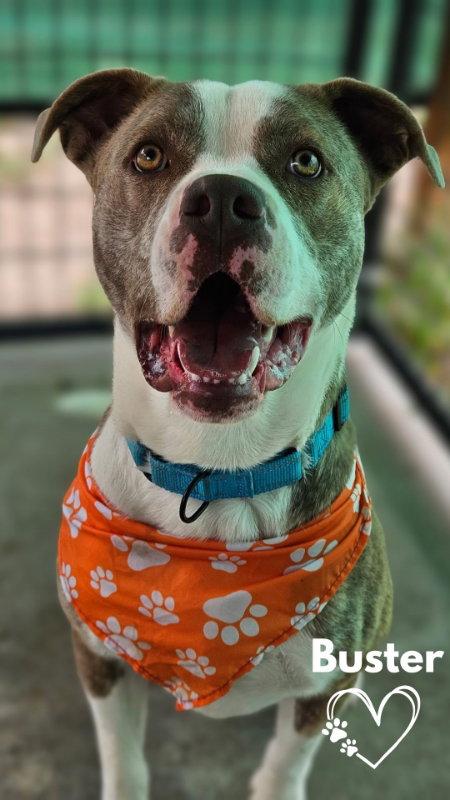 Buster, a Adoptable Pit Bull Terrier in Monte Vista, CO image 3/3