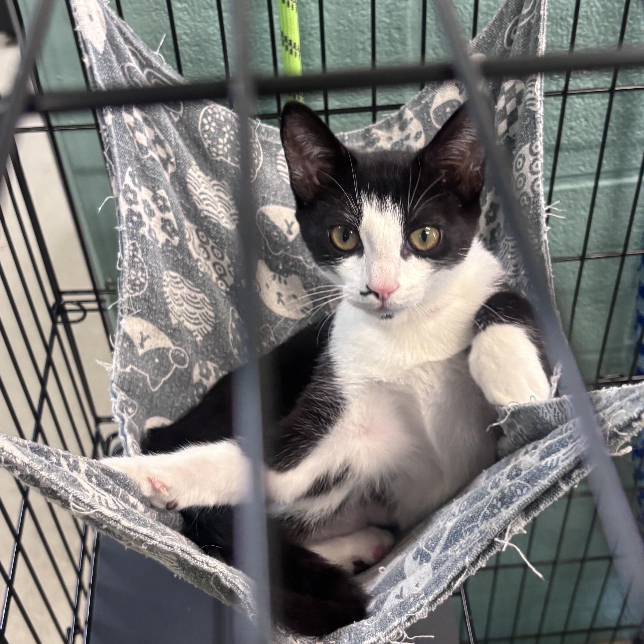 Jellybean, ADOPTABLE, Young Female Domestic Short Hair.