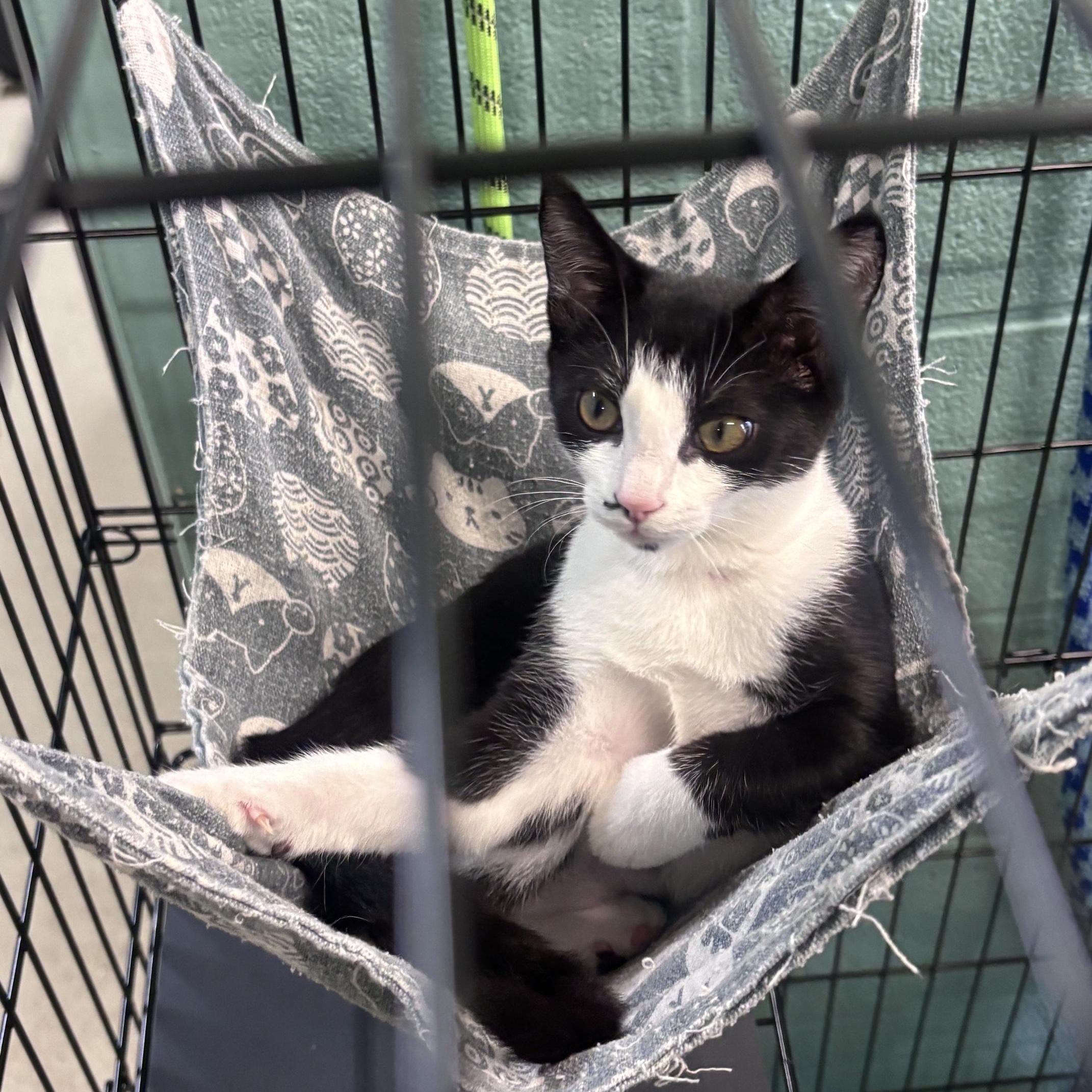 Enlarge Jellybean, a ADOPTABLE Domestic Short Hair in Marion, NC image 2/2