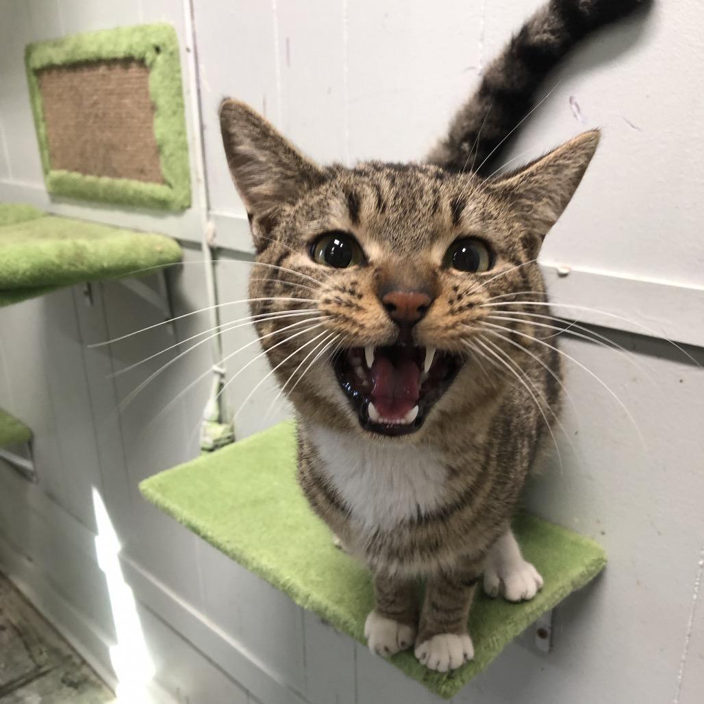 Honda, Adoptable, Adult Male Domestic Short Hair.