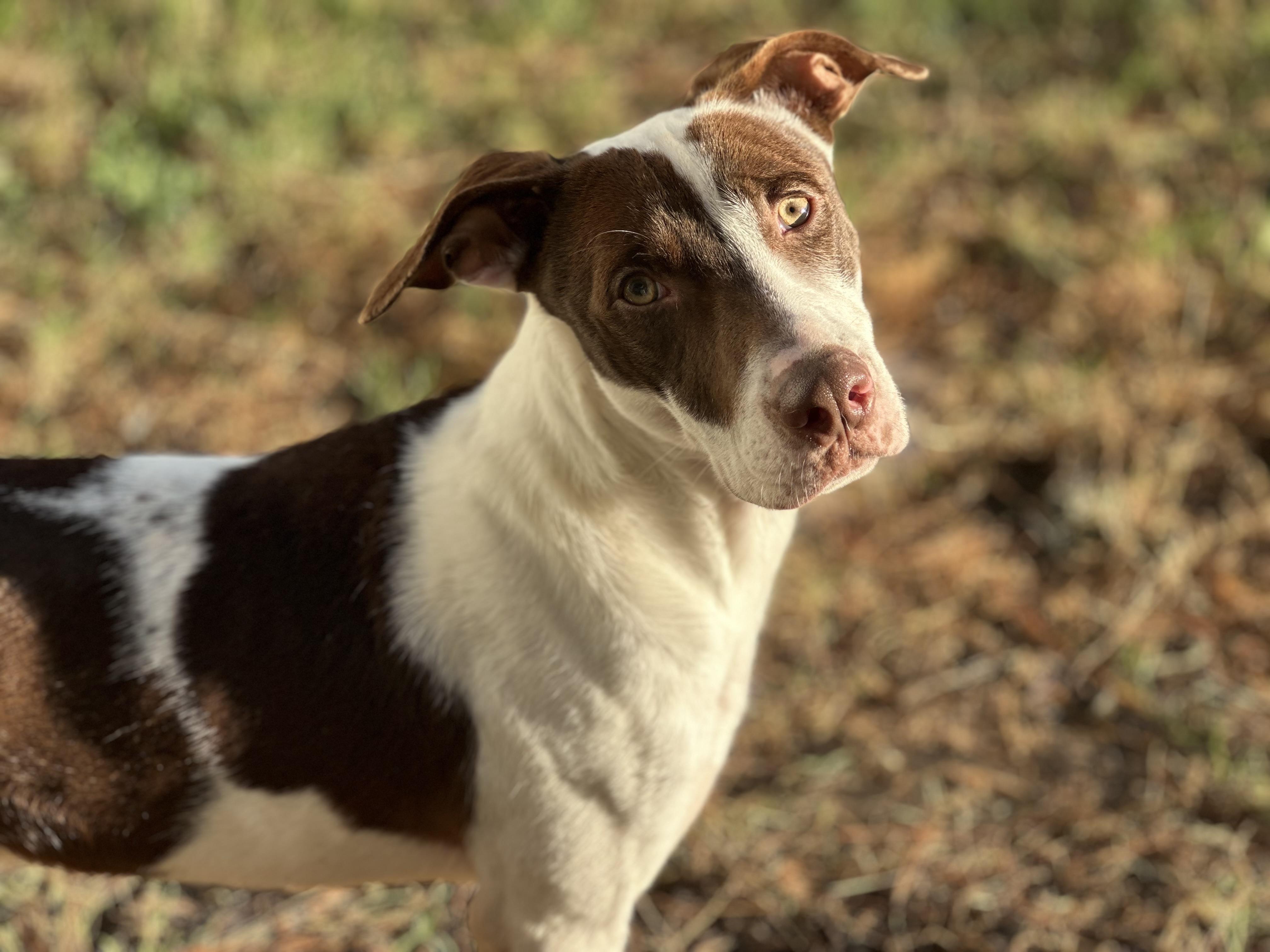 Enlarge Grayson , a ADOPTABLE mixed breed in Indianapolis, IN image 4/5