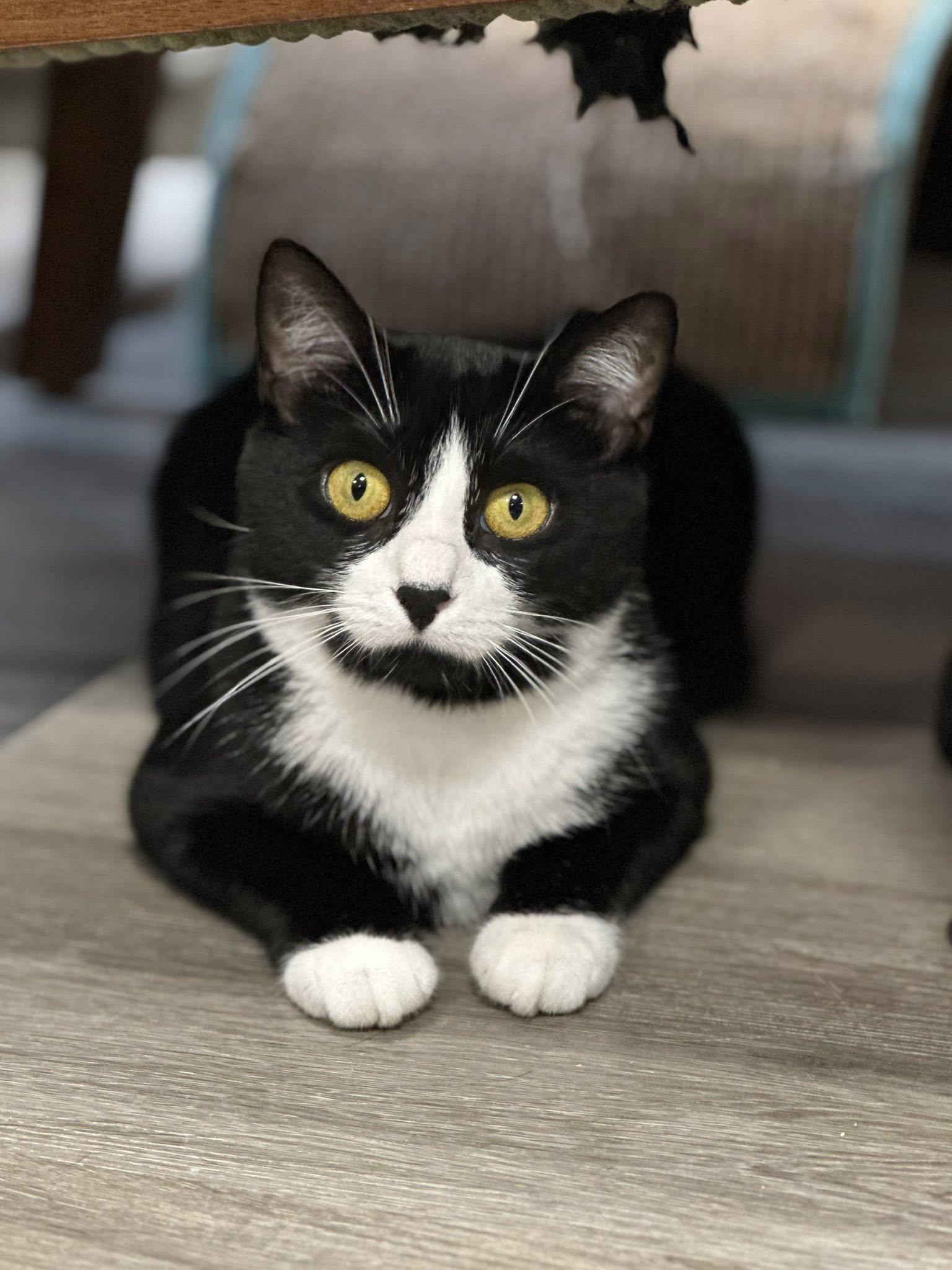 Ellie Cat, Adoptable, Adult Female American Shorthair.