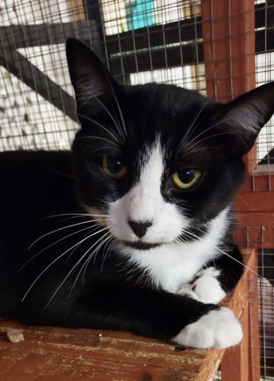 Enlarge Ellie Cat, a Adoptable American Shorthair in Erie, PA image 2/2