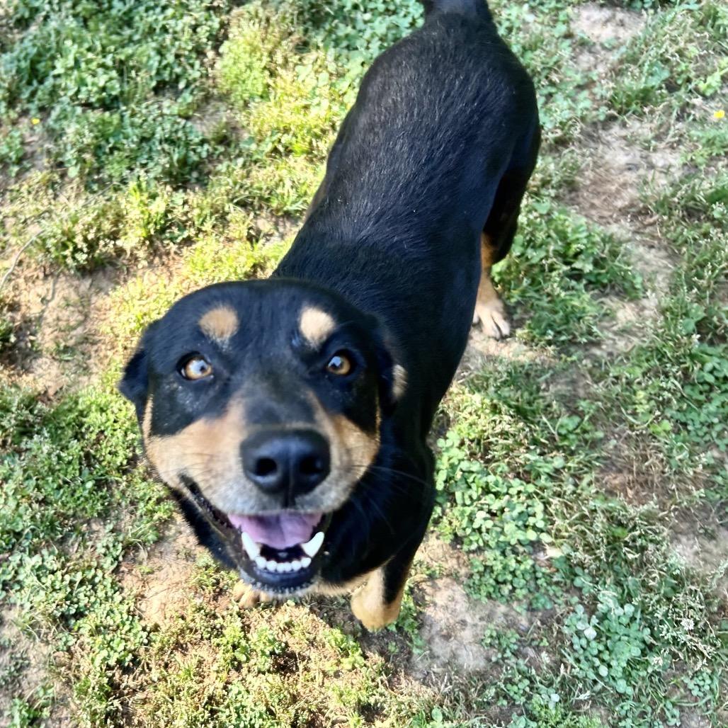 Enlarge Joslin bonded to Gus, a Adoptable mixed breed in Parrish, AL image 1/6