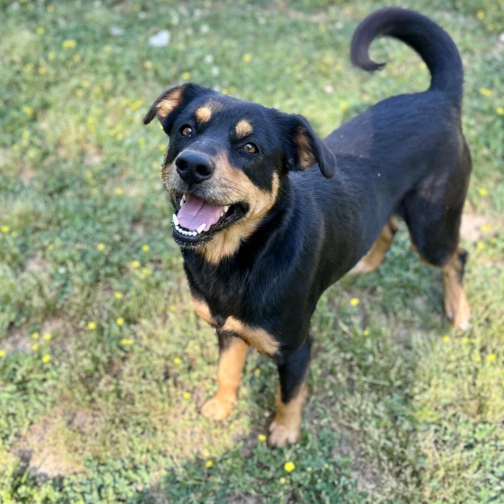 Enlarge Joslin bonded to Gus, a Adoptable mixed breed in Parrish, AL image 2/6