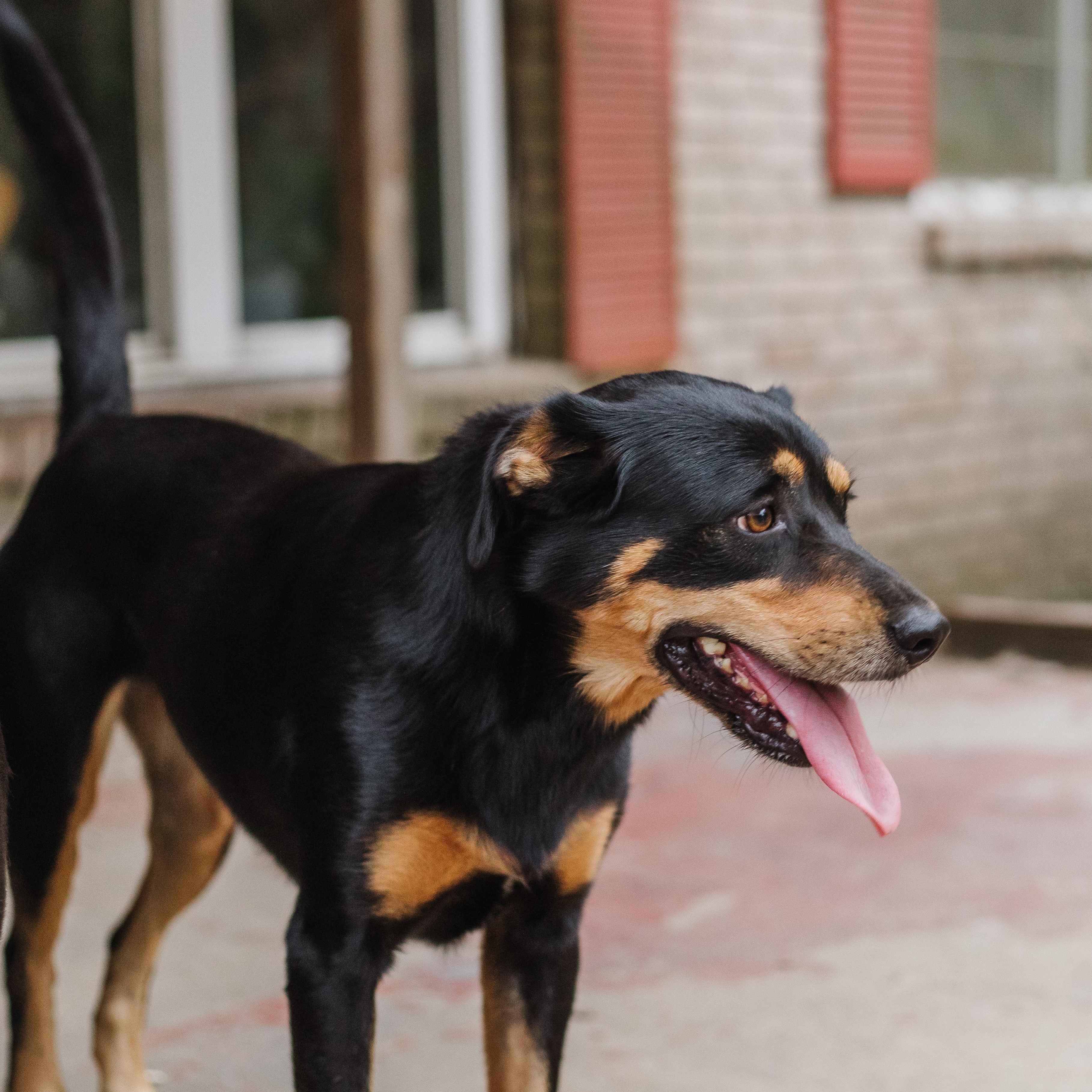 Enlarge Joslin bonded to Gus, a Adoptable mixed breed in Parrish, AL image 1/5