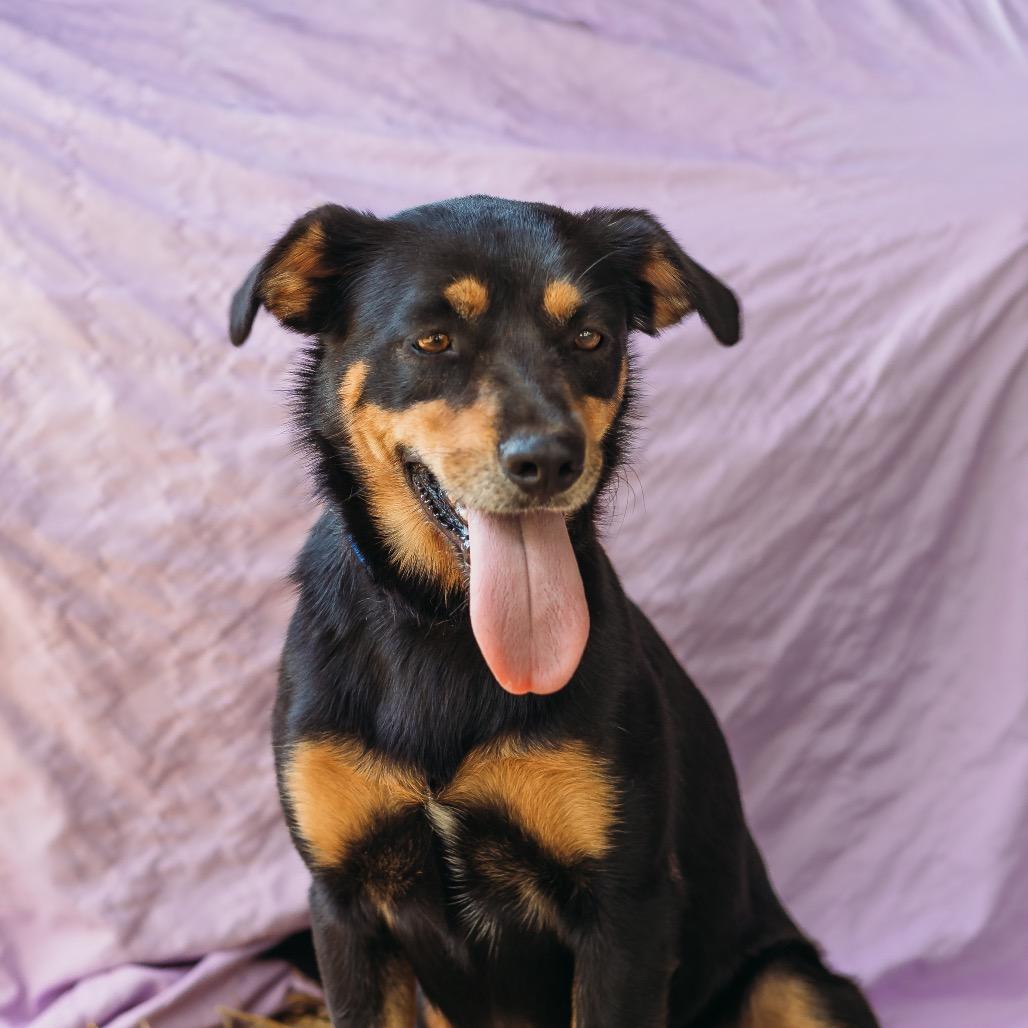 Enlarge Joslin bonded to Gus, a Adoptable mixed breed in Parrish, AL image 4/6