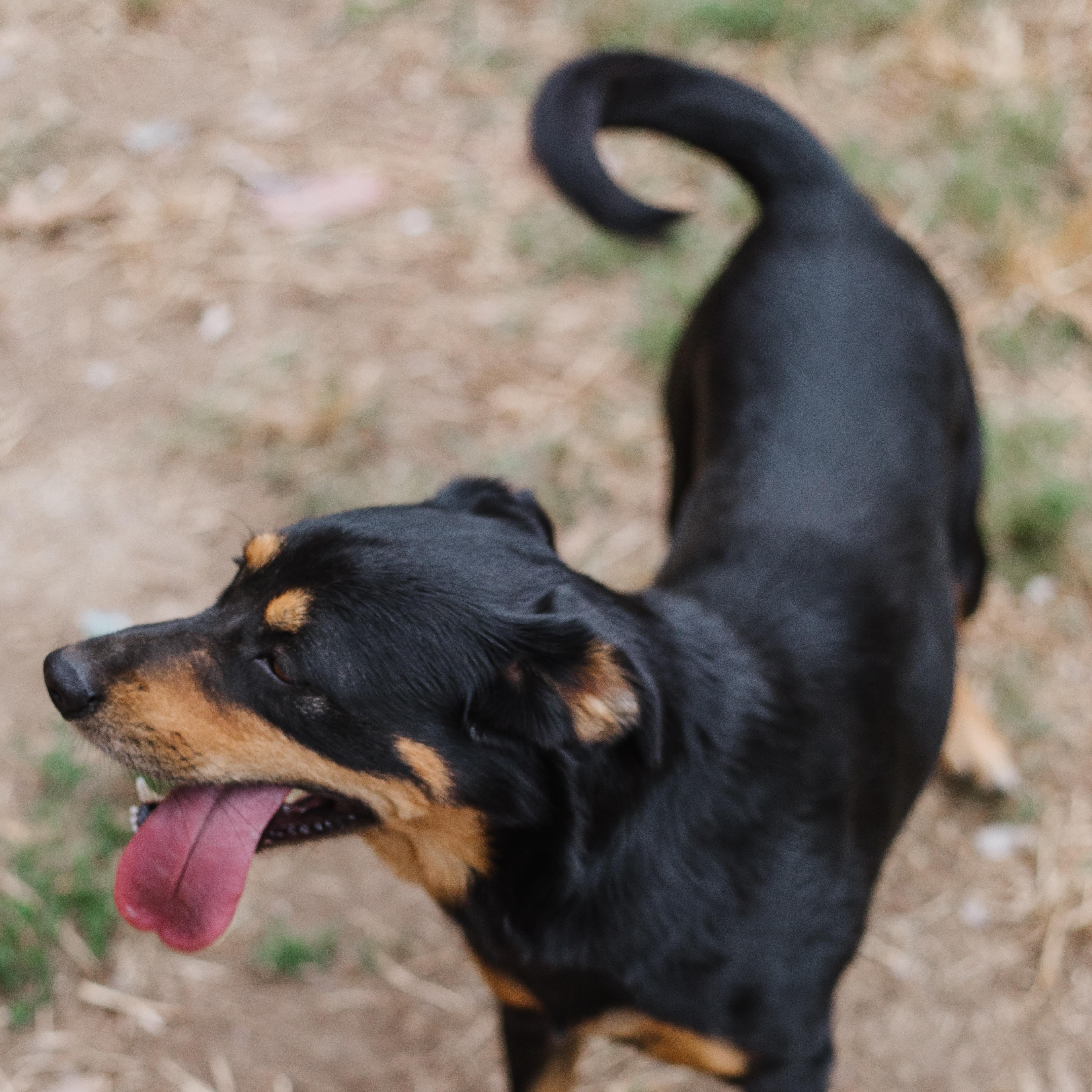 Enlarge Joslin bonded to Gus, a Adoptable mixed breed in Parrish, AL image 3/5