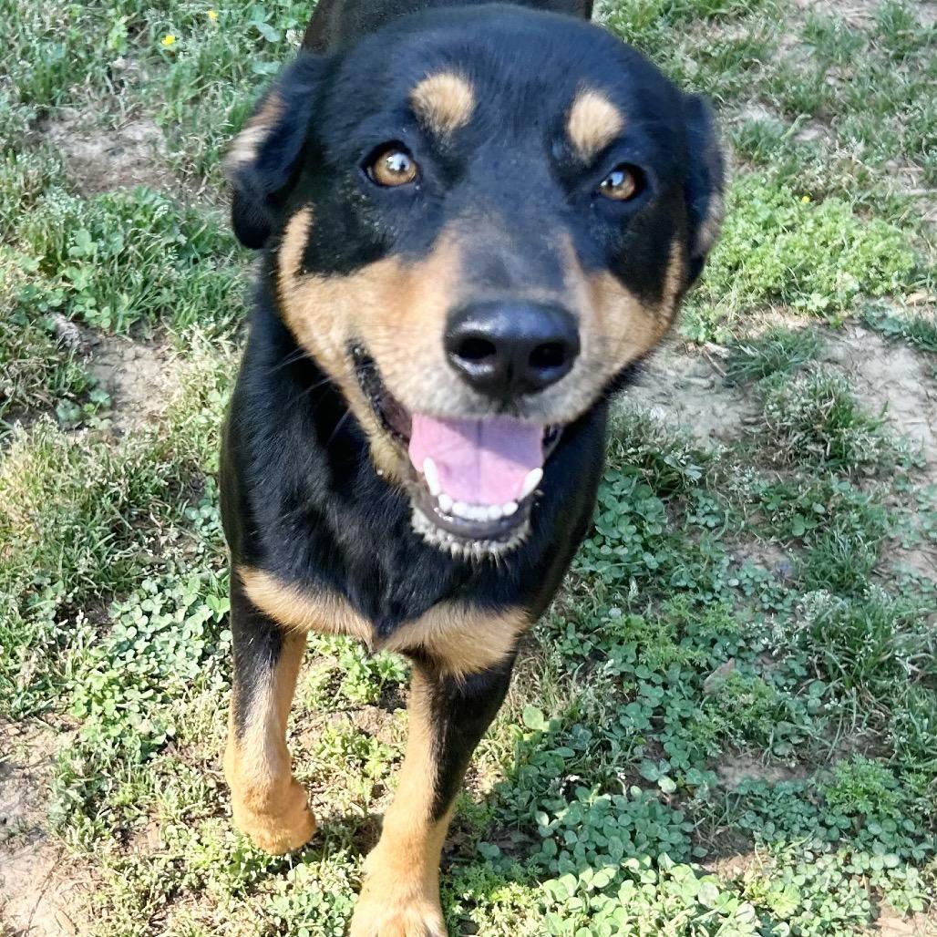 Enlarge Joslin bonded to Gus, a Adoptable mixed breed in Parrish, AL image 5/6