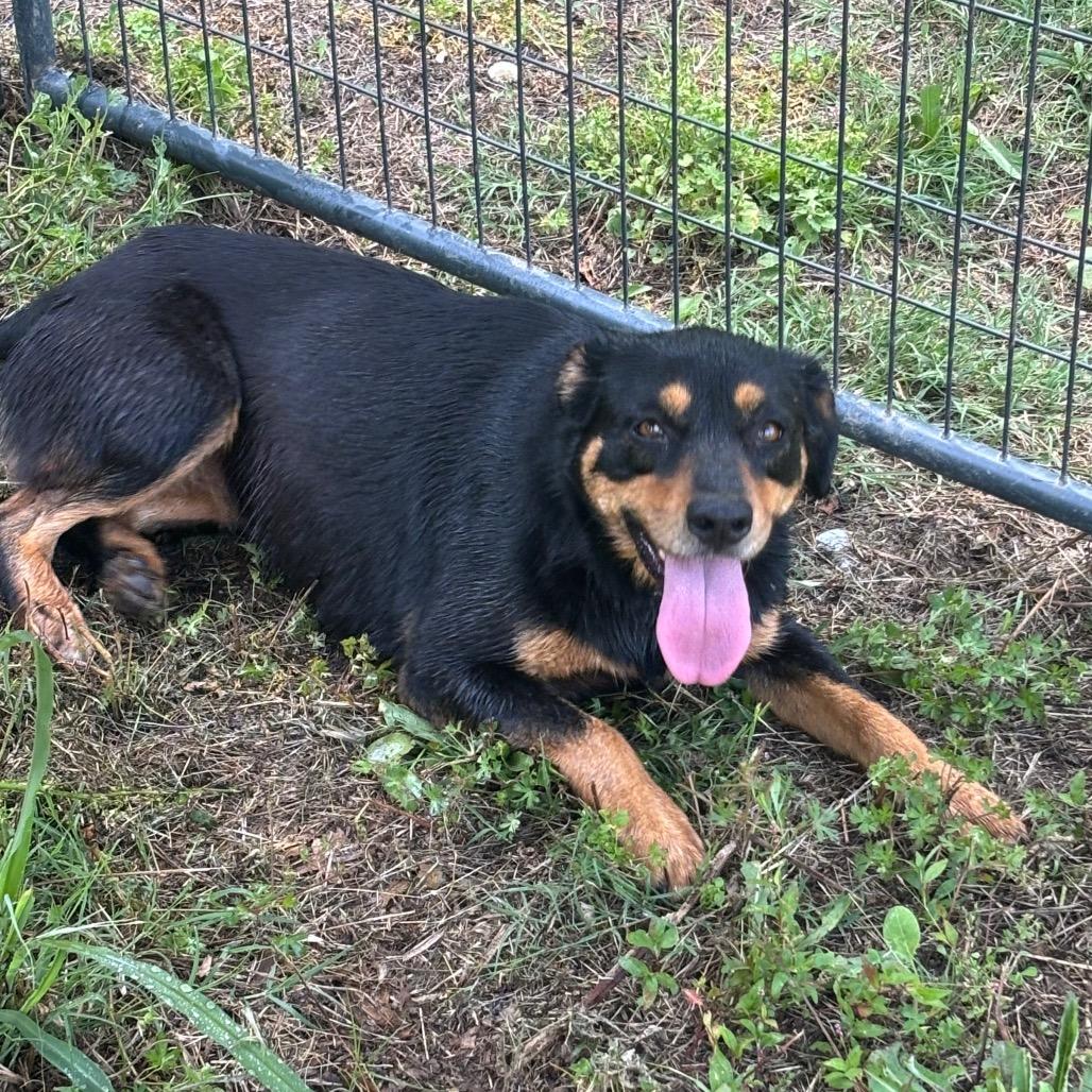 Enlarge Joslin bonded to Gus, a Adoptable mixed breed in Parrish, AL image 6/6
