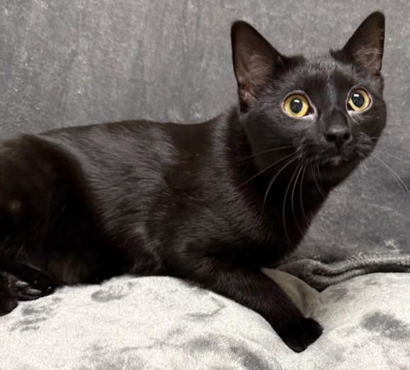 Enlarge Nola, an adopted Domestic Short Hair in Miller Beach, IN image 1/1