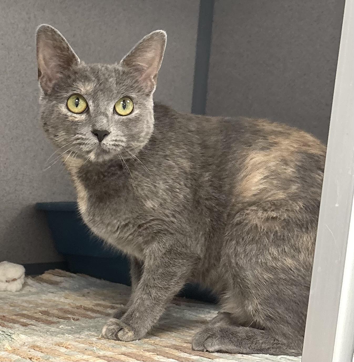 Enlarge Luna, a ADOPTABLE mixed breed in Bardstown, KY image 6/6