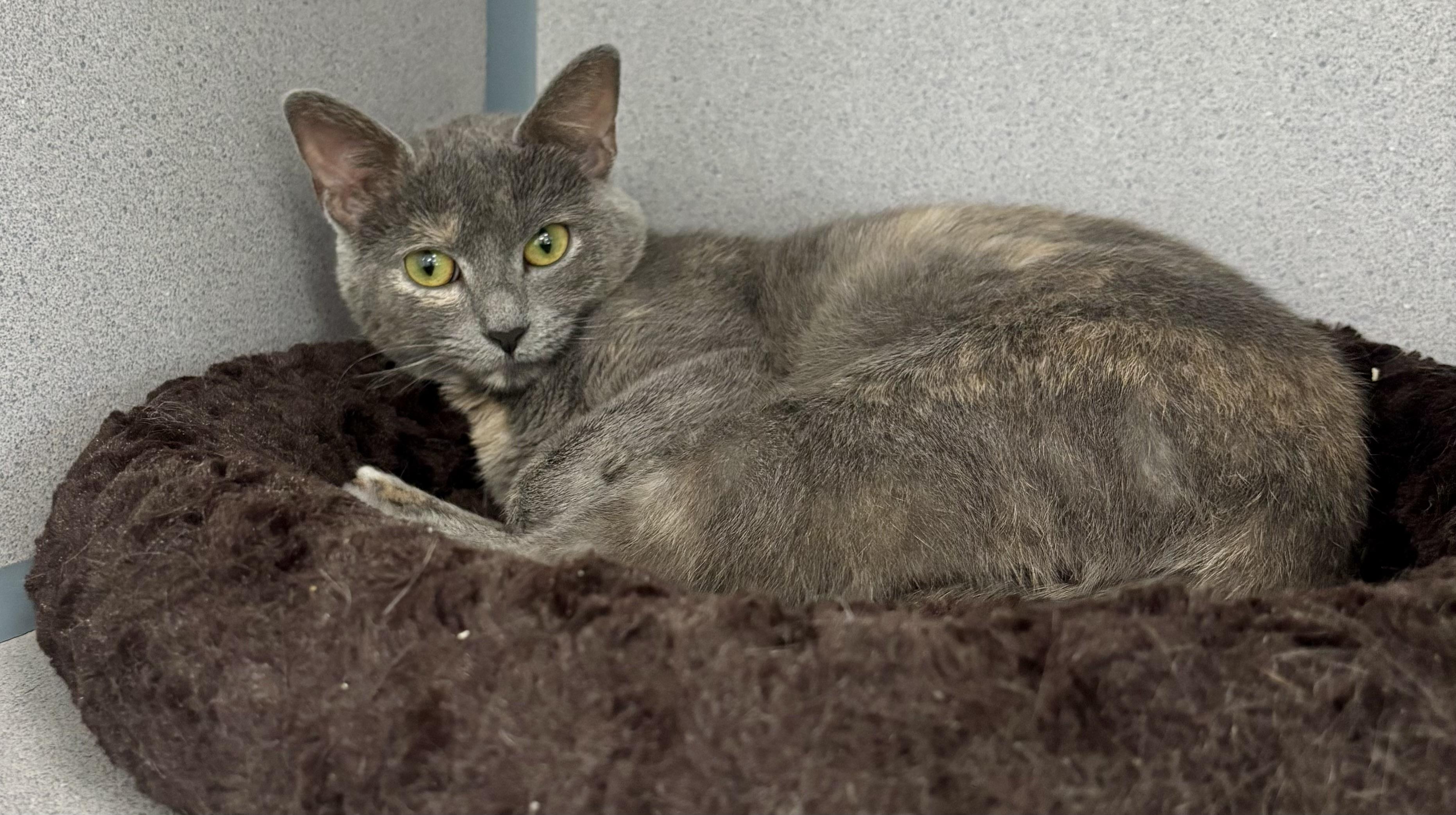 Enlarge Luna, a ADOPTABLE mixed breed in Bardstown, KY image 4/6