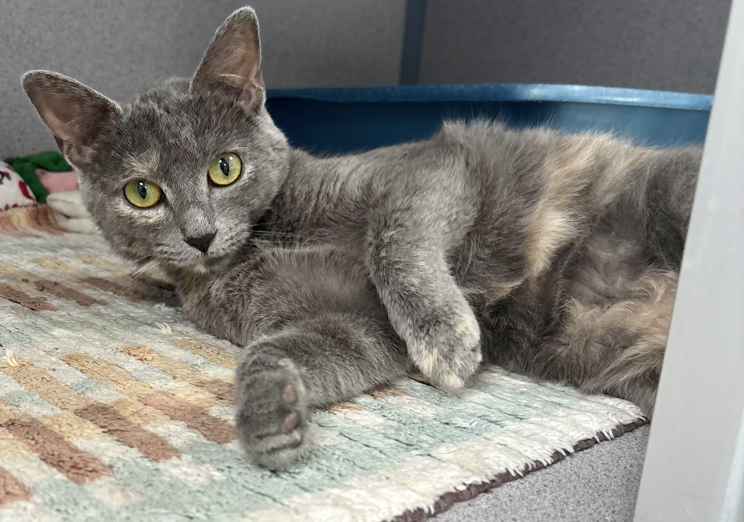 Enlarge Luna, a ADOPTABLE mixed breed in Bardstown, KY image 3/6
