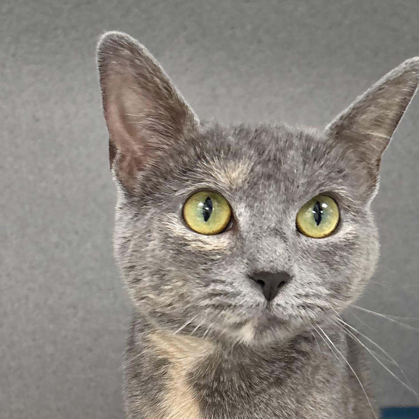 Luna, ADOPTABLE, Adult Female Tortoiseshell & Domestic Short Hair.